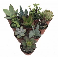 Succulent Terrarium & Fairy Garden Plants - 10 Different Plants in 2" Pots   